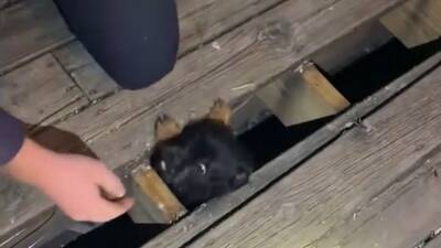 Puppy trapped beneath family's deck rescued by firefighters in Iowa - fox29.com - state Iowa