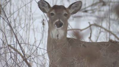 Iowa study: 82.5% of deer tested positive for COVID-19 - fox29.com - state Iowa