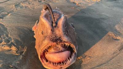 'Stuff of nightmares': Rare, deep-sea fish found on California beach - fox29.com - state California - county Pine - county San Diego