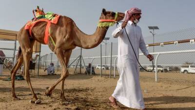 Dozens of camels ejected from annual Saudi Arabia beauty contest over Botox injections - fox29.com - Saudi Arabia - Uae