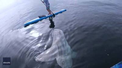 Curious sunfish has close encounter with paddleboarders - fox29.com - Germany