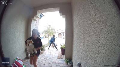 Amazon driver rescues woman, family dog from dog attack - fox29.com