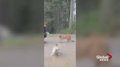 Encounter between cougar and a dog in Saanich is a reminder to watch your pets - globalnews.ca