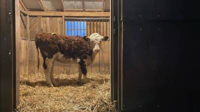 Cow that escaped NY slaughterhouse now at NJ sanctuary - fox29.com - city New York - state New Jersey - county Sussex - city Sanctuary