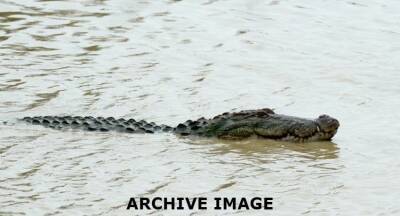 (VIDEO) Monster Crocodile trapped in a snare in Matara - newsfirst.lk