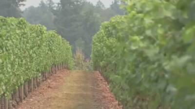 Napa winemaker turns smoke-tainted grapes into vodka - fox29.com - state California - county Alameda - county Napa