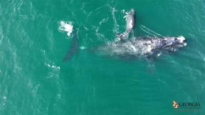 Endangered whale gives birth while caught in fishing rope, scientists say - fox29.com - county Island - county Cumberland - county Atlantic - Georgia - county Clay