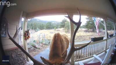 Surprise visitor: Bull elk rings doorbell with his antlers at Colorado home - fox29.com - county Park - state Colorado