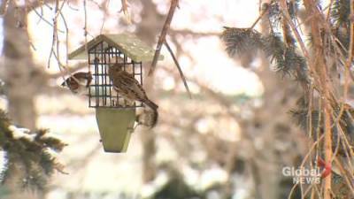 Gil Tucker - People turning to ‘really therapeutic’ backyard birding during COVID-19 pandemic - globalnews.ca