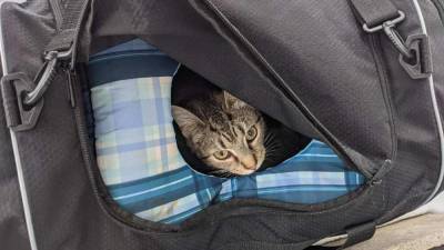Bomb squad responds to suspicious package that turns out to be a bag of kittens - fox29.com - state Ohio - county Miami - county Butler