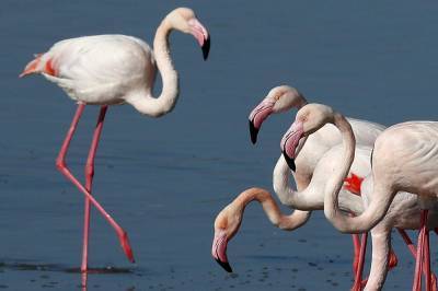 Cyprus activists: Hunters' lead pellets threaten flamingos - clickorlando.com - Cyprus