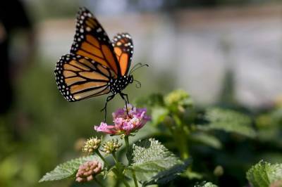 Monarch butterflies down 26% in Mexico wintering grounds - clickorlando.com - Mexico - city Mexico
