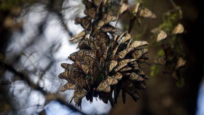 Monarch butterflies typically found in winter resting grounds in Mexico declined by 26% - fox29.com - Mexico - city Mexico