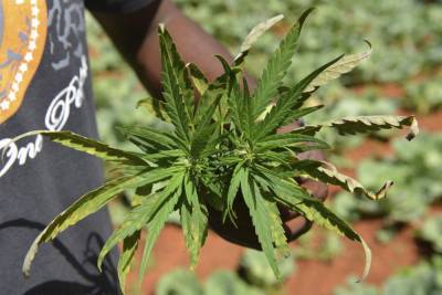 Jamaica faces marijuana shortage as farmers struggle - clickorlando.com - city Kingston - Jamaica