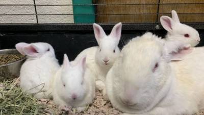 47 rabbits rescued from unsanitary conditions in Lancaster County, Pa. SPCA says - fox29.com - state Pennsylvania - county Lancaster