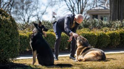 Joe Biden - Jill Biden - Biden’s dog Major involved in another biting incident at the White House - fox29.com - Germany - Washington - state Delaware - city Wilmington, state Delaware