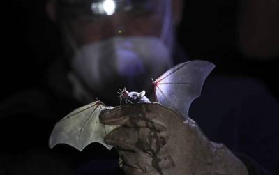 In quieter Mexico City, rare bats make an appearance - clickorlando.com - Mexico - city Mexico
