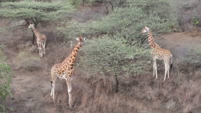 Endangered giraffes rescued from shrinking, flooded island in Kenya - fox29.com - Kenya