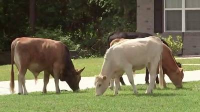 Cows won’t moo-ve out of this Florida neighborhood - clickorlando.com - state Florida - city Jacksonville, state Florida