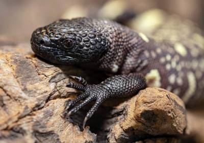 Endangered venomous Mexican lizards hatch at zoo in Poland - clickorlando.com - Poland - Mexico - city Warsaw