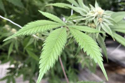 Florida Supreme Court rejects recreational marijuana amendment - clickorlando.com - state Florida - city Tallahassee