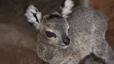 Brevard Zoo welcomes baby klipspringer antelope - clickorlando.com - state Florida - city Melbourne