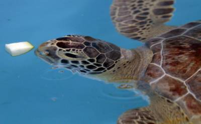How the Florida Aquarium feeds 8,000 animals a day - clickorlando.com - state Florida - Peru