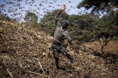 Poor rains bring optimism African locust outbreak will fade - clickorlando.com - Kenya - Somalia