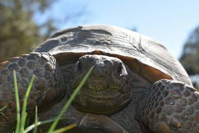 Tortoise movers sue for $500,000, say Florida moved too fast - clickorlando.com - state Florida - county Leon
