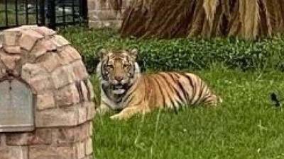 Man arrested after tiger spotted on neighborhood lawn; big cat still missing - clickorlando.com - city Houston - county Harris