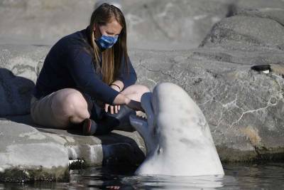 Belugas to arrive at Mystic Aquarium after legal battle - clickorlando.com - Canada - state Connecticut - county Ontario - county Niagara - county Falls - county Ocean