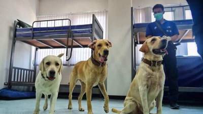 New type of coronavirus originating in dogs found: Study - livemint.com - India - Malaysia - city Kuala Lumpur