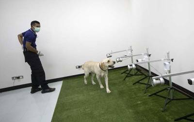 Sniffing Labrador Retrievers join Thai coronavirus fight - clickorlando.com - Thailand - city Bangkok