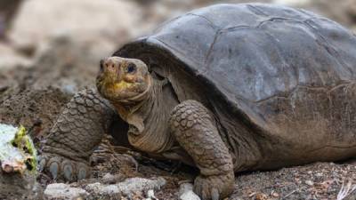 Giant tortoise thought to be extinct more than 100 years ago found in Galapagos - fox29.com - Ecuador