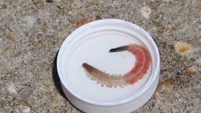 Marine worms’ ‘fascinating phenomenon’ make annual appearance in South Carolina waters - fox29.com - state South Carolina - county Clearwater - Charleston, state South Carolina