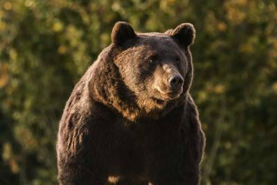 Romania investigates case of bear killed by Austrian prince - clickorlando.com - Austria - Romania