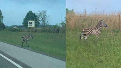 Zebra escapes Tennessee auction house, seen wandering rural neighborhood - fox29.com - state Tennessee - city Nashville, state Tennessee