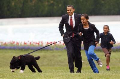 Barack Obama - Obama dog Bo, once a White House celebrity, dies from cancer - clickorlando.com - Washington - county White - Portugal