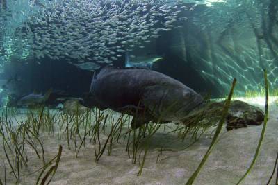 Florida weighs allowing limited harvest of goliath grouper - clickorlando.com - state Florida - county Lauderdale - city Fort Lauderdale, state Florida
