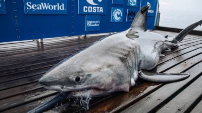 Ocean City - 11-foot great white shark pings off of New Jersey coast - fox29.com - state New Jersey - state Delaware - Jersey