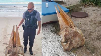 Officials identify large skull found on New Jersey beach Monday - fox29.com - county Island - state New Jersey - county Park - county Ocean