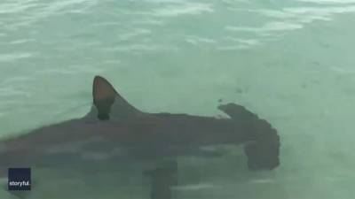 Video: Florida beachgoers circled by hammerhead sharks - fox29.com - state Florida - county Day - state Alabama - city Pensacola, state Florida