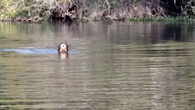Giant river otter resurfaces in Argentina; experts thought it was locally extinct - fox29.com - Argentina - county Park