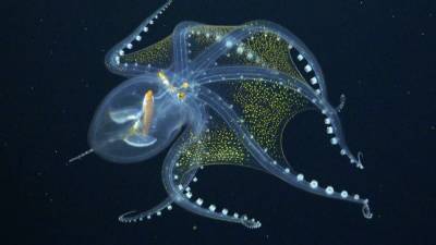 'Glass octopus' sighted by marine scientists in Pacific Ocean - fox29.com - county Pacific - county Island - county Ocean