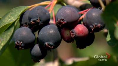 Gil Tucker - After struggling through heat wave, Calgary-area farm welcomes berry pickers - globalnews.ca - Canada