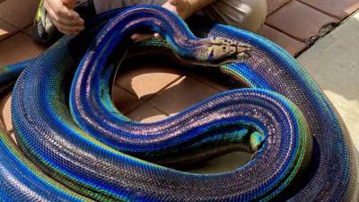 Rainbow python goes viral on social media: ‘Stunning’ - fox29.com - state California - county Valley - Georgia