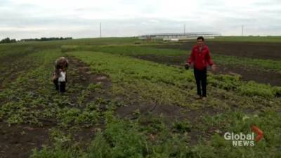 Carolyn Kury De-Castillo - Syrian immigrant farmer devastated by crop vandalism, garbage at farm northeast of Calgary - globalnews.ca - Syria