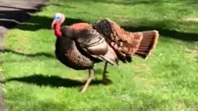 Video captures familiar turkey with a habit of chasing one woman’s car - fox29.com - city Las Vegas - county Waukesha