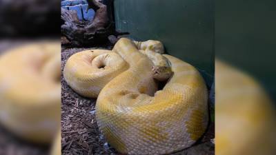 ‘Super sweet’ 12-foot python escapes zoo in Louisiana mall, search continues - fox29.com - state Louisiana - Burma - city Baton Rouge, state Louisiana