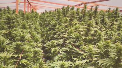 Marijuana bust: 16 tons of illegal marijuana, valued at $1.2B, seized in Antelope Valley - fox29.com - Los Angeles - county Valley - county Los Angeles